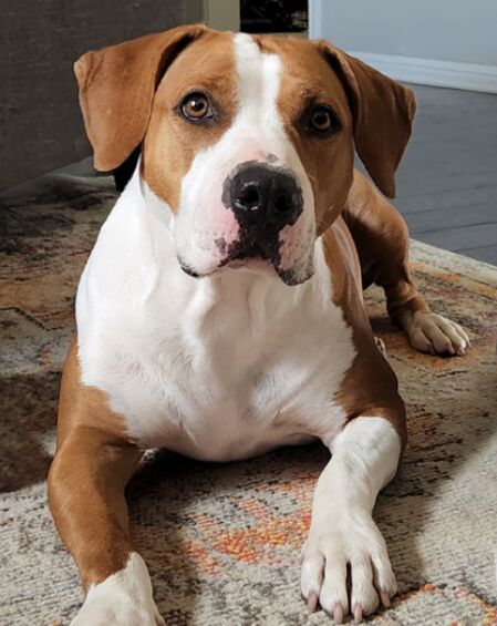 Pet-Friendly Home image